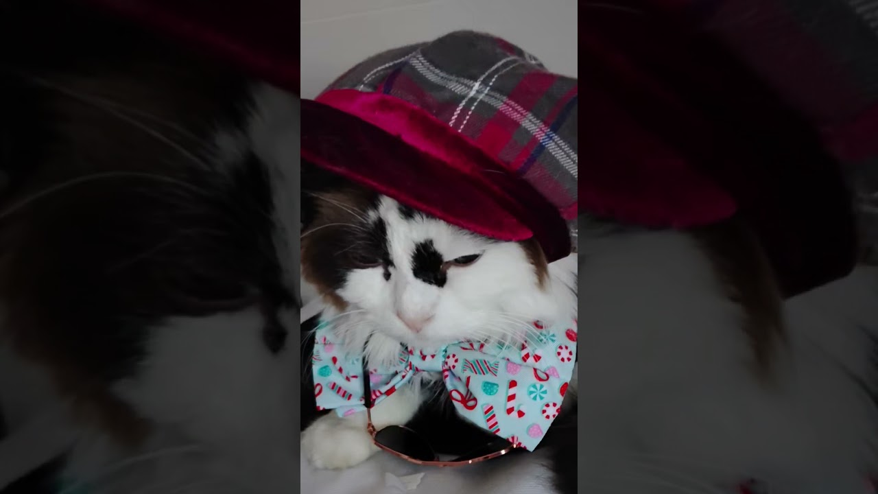 #minneapolisprotests it's #madseason#animallovers #ragdollparcore#catlovers