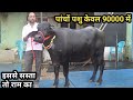 ⭐👍पांचों पशु केवल 90 हजार में खरीदें, Krishan Sir's Nimoth, Rewari All Five Animals Sale Only 90000👍