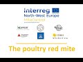 Mitecontrol 1  the poultry red mite