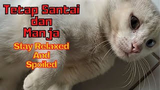This is what happened to the white cat who was guarding the old house when I visited by SabeTian Animals 594 views 3 weeks ago 8 minutes, 2 seconds