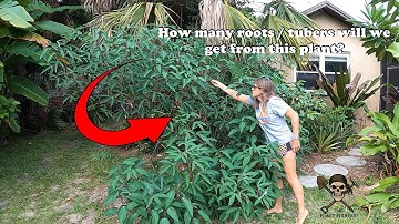 Harvesting Cassava (Yuca) Roots / Tubers & Replanting