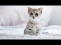 Adorable kittens  1 minute timer with music  dino cave studio