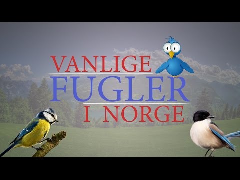Video: Hvordan Fugler Bygger Reirene Sine