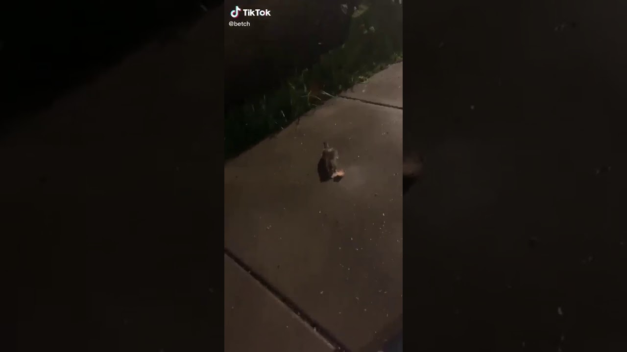 Rat jumps and screams meme