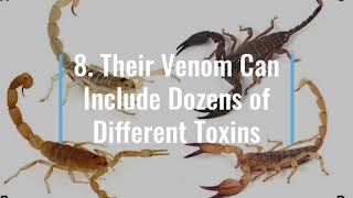 Striking Facts About Scorpions