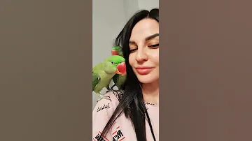 Александрийские попугаи