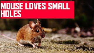 How Small A Hole Can A Mouse Get Through?