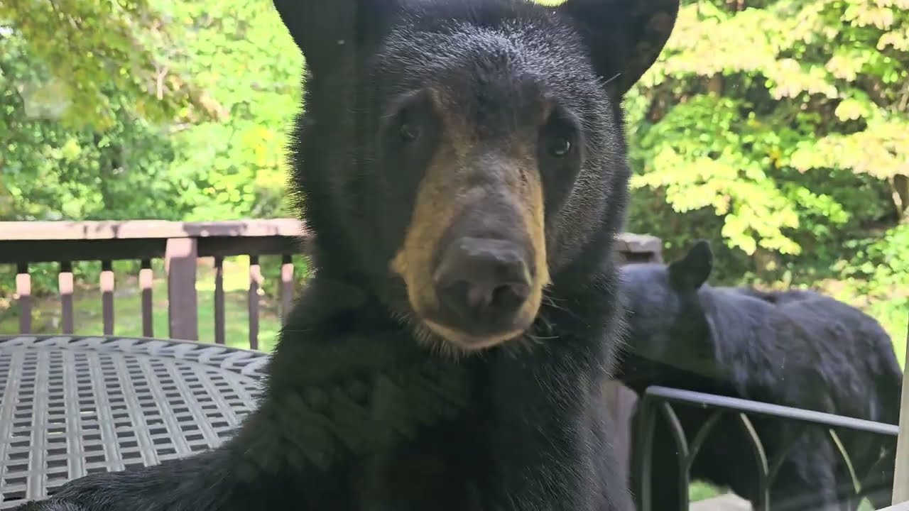 Curious Bear Cub Peers Into Kitchen