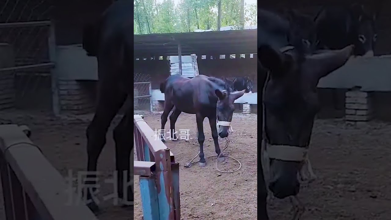 Donkeys Live Among And Horses 95