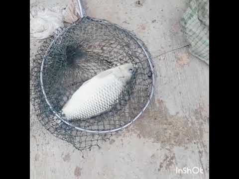 mancing-galatama-ikan-mas