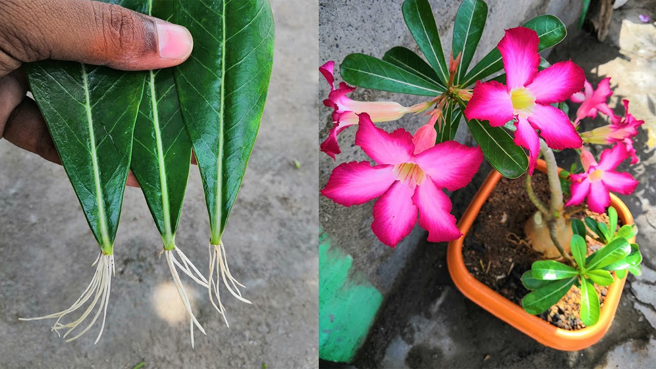 Growing adenium from leaves Adenium propagation from leaves step by