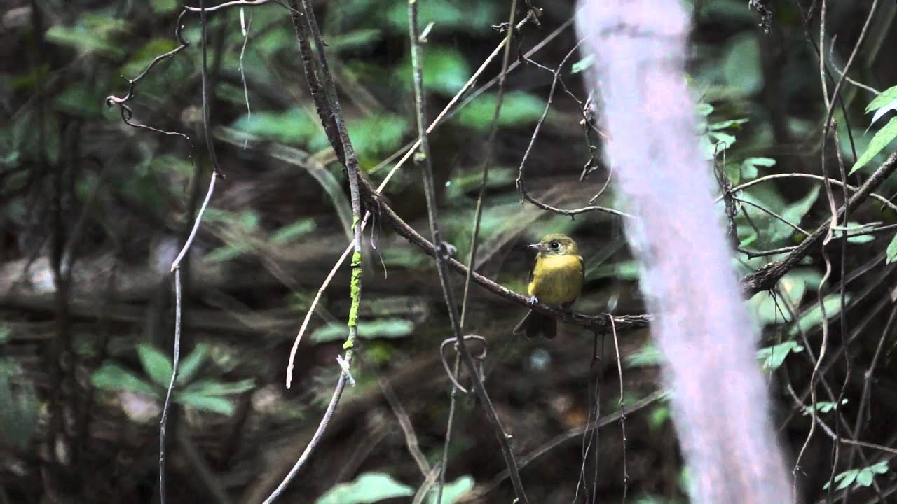 Sulphur-rumped Flycatcher 