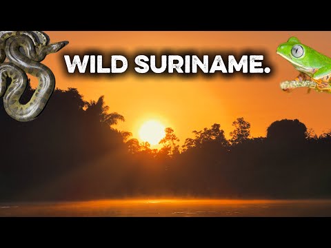 Wild Suriname | A Cinematic Nature Film