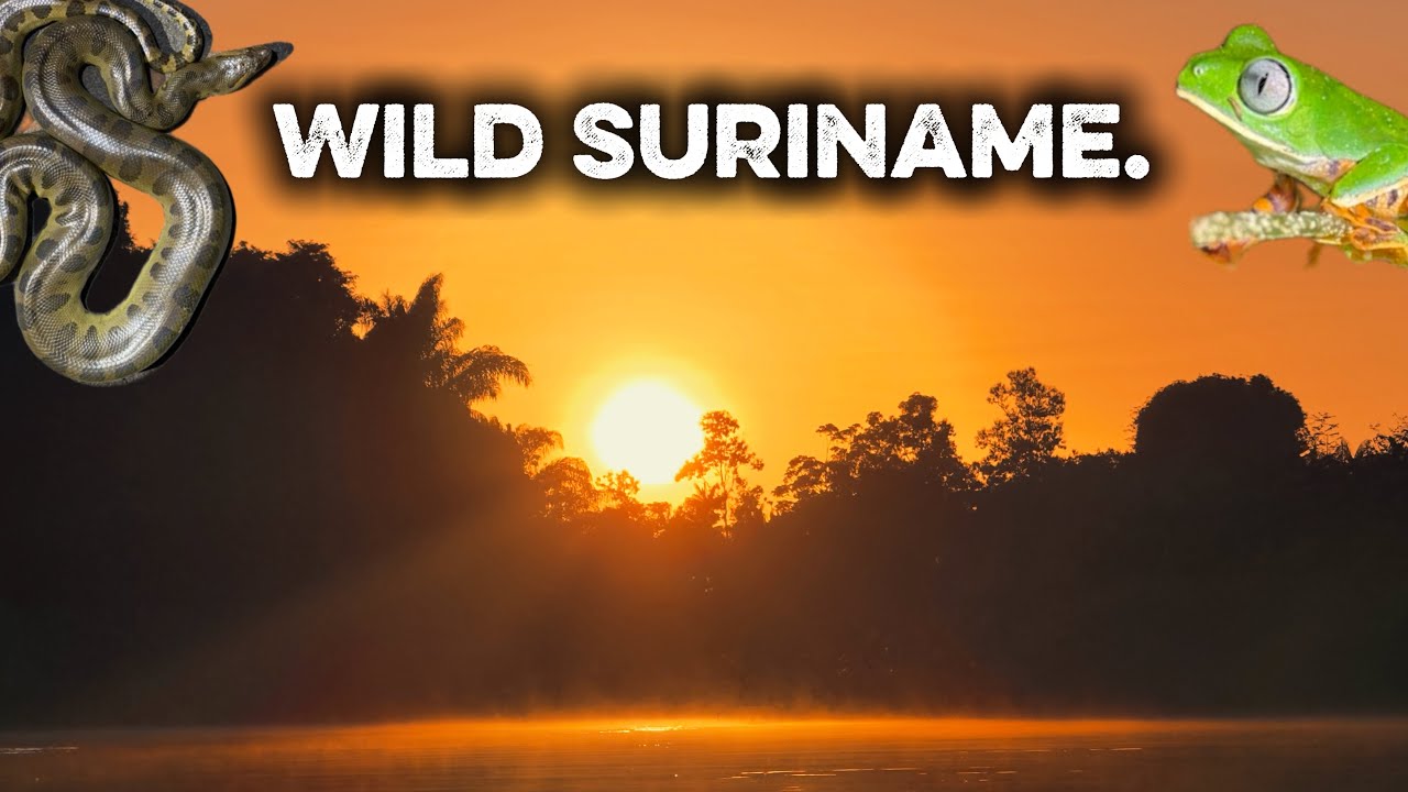 Wild Suriname | A Cinematic Nature Film