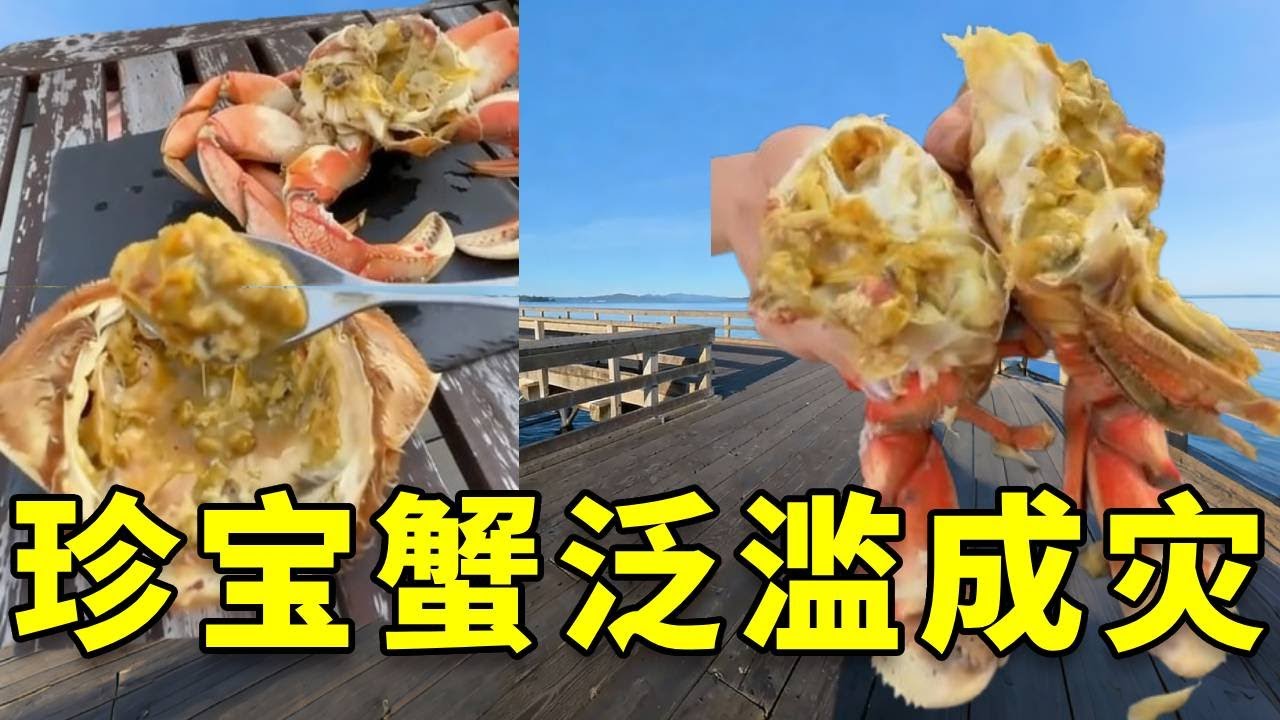 听说加拿大珍宝蟹泛滥成灾，珍宝蟹随手可得，我和女友却钓不到合适的螃蟹，只能买几只尝尝味道 #大豪夫妇 #fishing #大魚 #釣魚