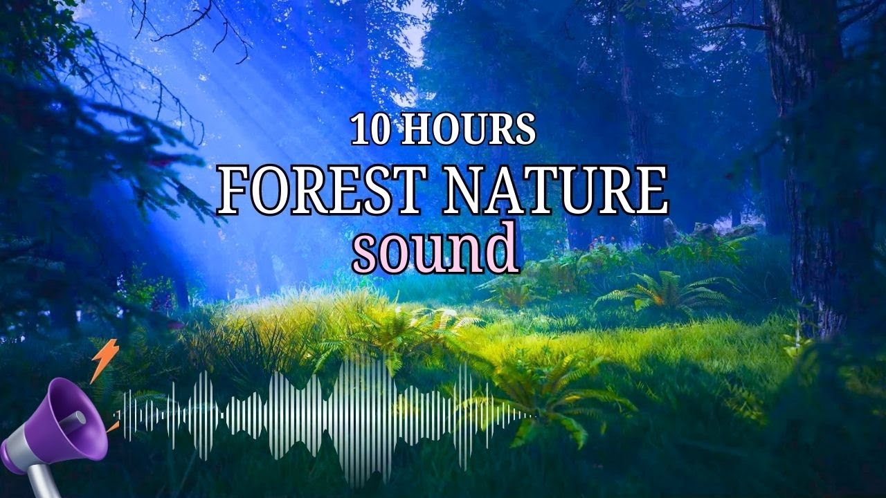 10 Hours of Forest Nature Sounds – Calming Birds, Rain, and Breeze for ...
