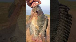 మీరు యీ చేపని ఏమని పిలుస్తారు? #nellore #ytshorts #travel #vlog #shorts #newyoutuber #fish #fishing