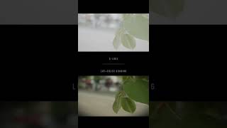 S-LOG3 vs LUT+Color Grading