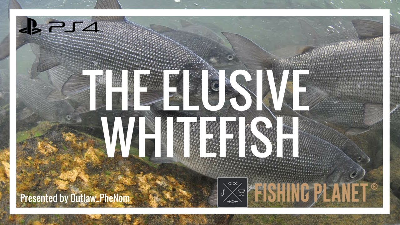 The Elusive Unique Whitefish Fishing Planet