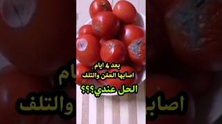 حماية  الطماطم من العفن والتلف.. الحل عندي ؟