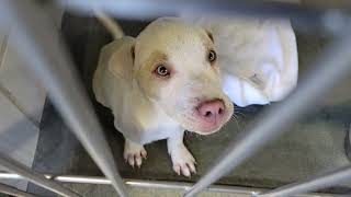 acs A676117