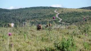 Two Warthogs Walking Around In Addo Elephant National Park South Africa Vulhqntne