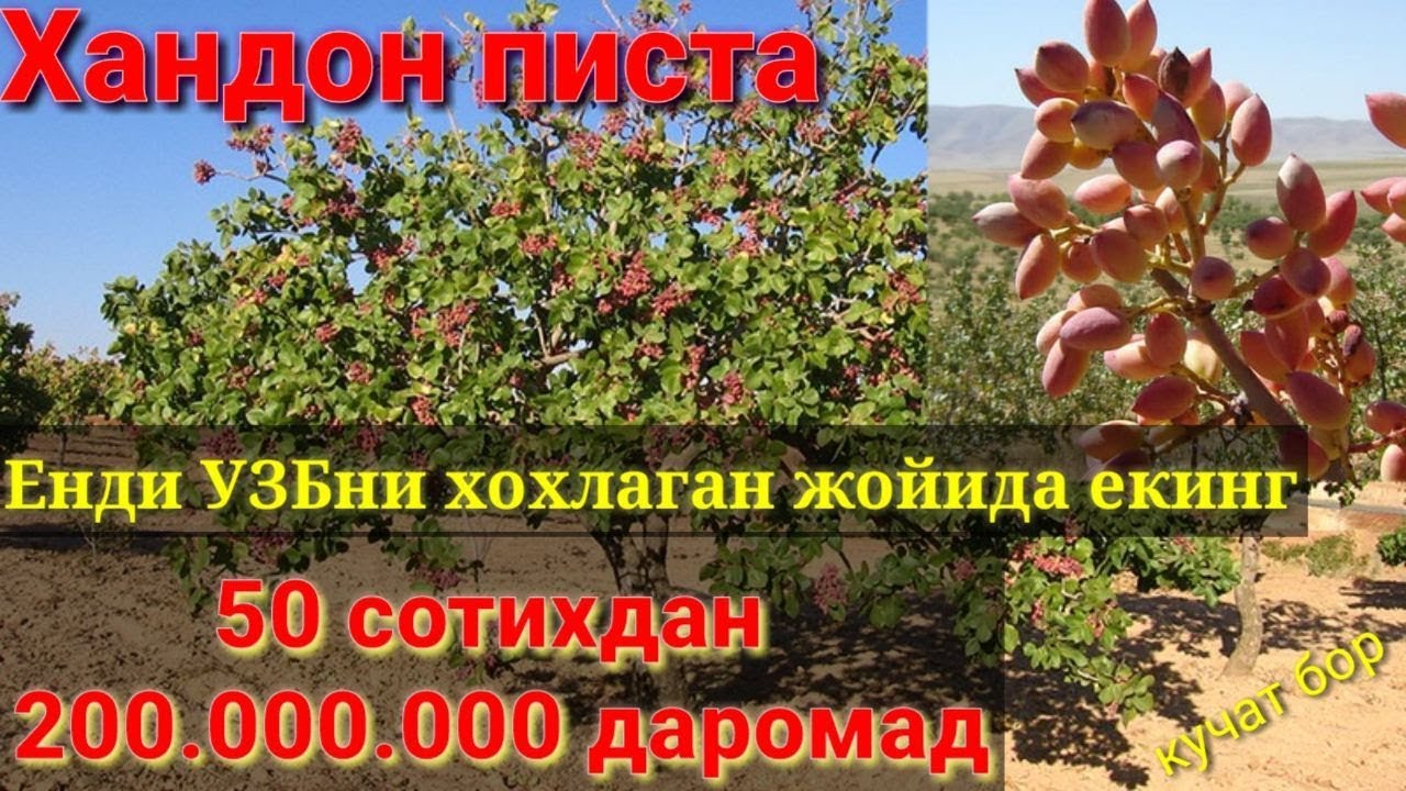 Эрон хандон пистасидан 50 сутихдан 200 млн даромад бир йилда