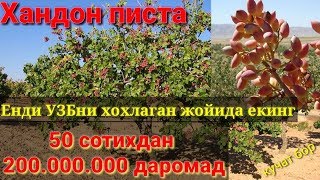 картинка: Эрон хандон пистасидан 50 сутихдан 200 млн даромад бир йилда