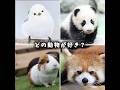 どの動物が好き？#動物 #パンダ #シマエナガ #レッサーパンダ #ハムスター #可愛い