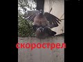 Не будь как голубь. Если вас назвали скорострелом - покажите это видео. Вяхирь или витютень.