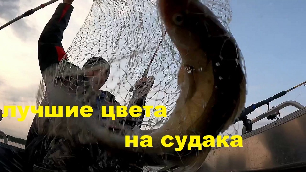 Лучшие цвета на  судака