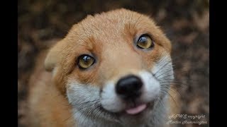 Tiny Red Fox Is Too Tame For The Wild, So She Moves In With Her Favorite People