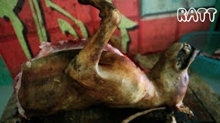 Vietnam Dog Slaughtering: From Pet to Meat