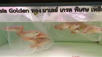 OK ฟ้าใส - ในวันที่พี่ฟ้าไม่อยู่ พี่โอร่าเริงมากกกก วันนี้มีปลาชุดใหม่มา NC. จะเสร็จไหมหนอ ? Set 1