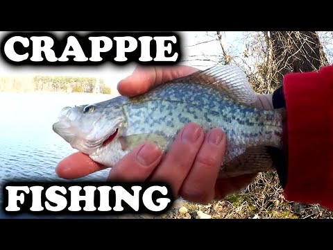 FLE FLY Fishing Tackle - Crappie were smacking the SMELLY SMAX this  afternoon! Crappie fishing is finally getting a lot better with plastics.  Minnows still good too, but all we used was