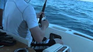 Marlin Fishing in Cabo San Lucas with Redrum Charters Cabo San Lucas Marlin And Dorado Aboard Redrum Charters