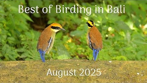 Best of Birding in Bali - August 2025