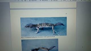 If you want to recreate a Leopard Gecko natural habitat & climate, then watch this! :)