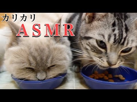 【ASMR】１２匹の猫のカリカリ音