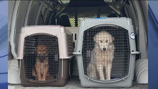 Indiana man arrested after search uncovers dozens of animals in poor condition: officials