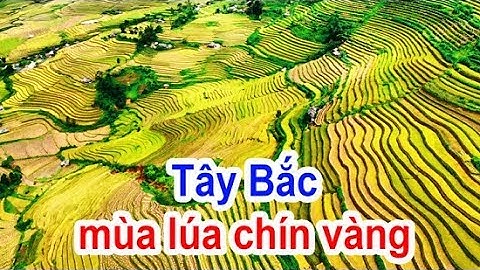 Tây Bắc mùa lúa chín vàng [Flycam] - Golden rice fields in northwestern Vietnam