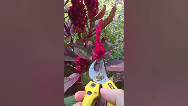 Celosia seed saving tips