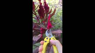 Celosia seed saving tips