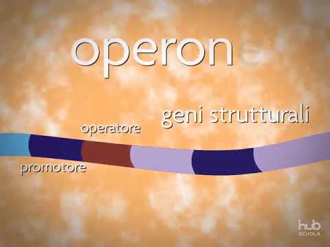 Video: CWords - Scoperta Sistematica Di Motivi Regolatori Di MicroRNA Dai Dati Di Espressione Di MRNA