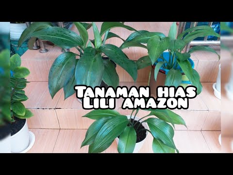 Video: Amazon Lily Di Rumah