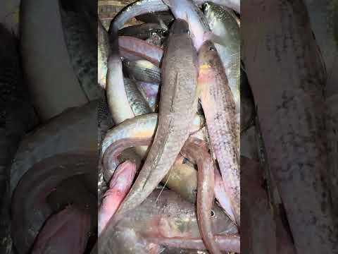 Amazing Tasty Bele Fish Shorts Fishing Baile Villagelife 