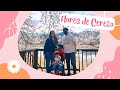 FLORES DE CEREZO | PRIMAVERA EN COREA DEL SUR