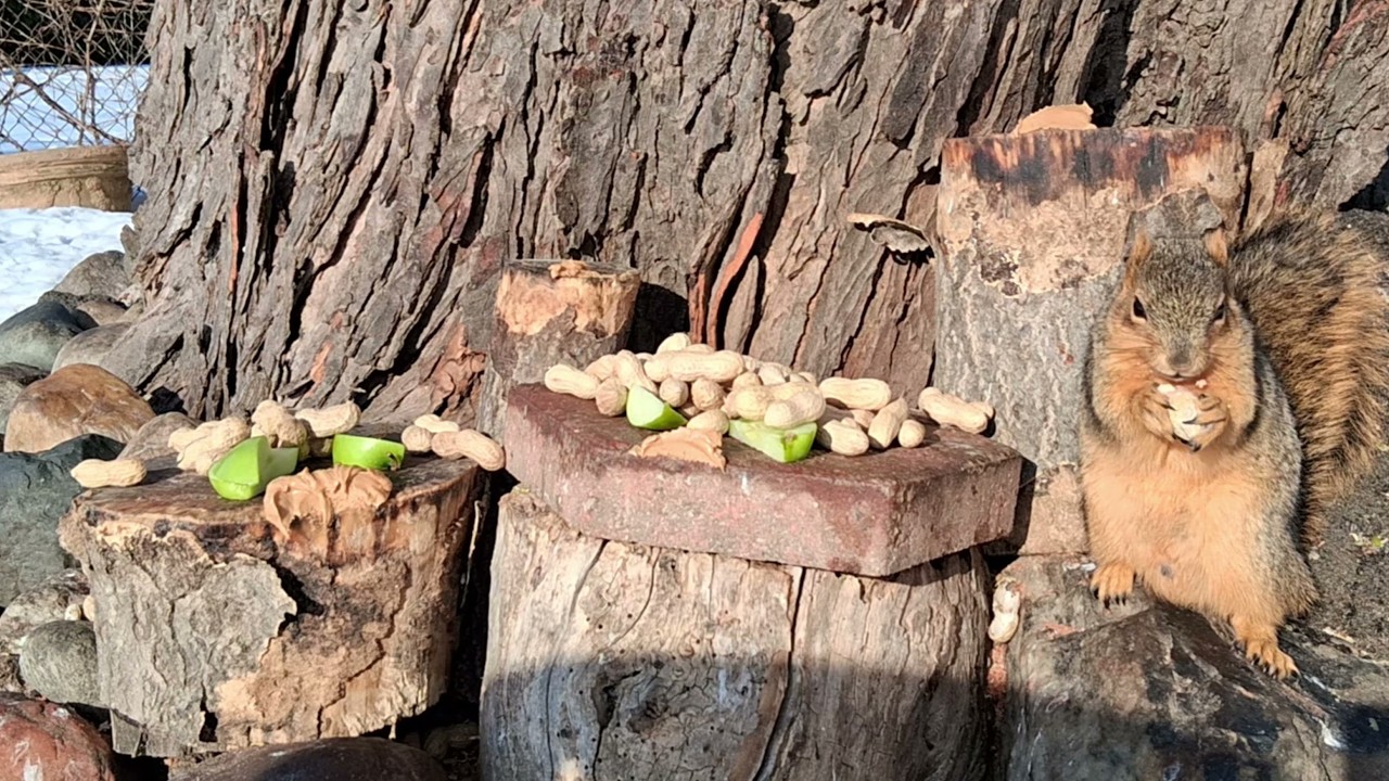 City Squirrels & City Noise Delight