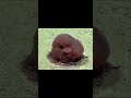 #动物世界 #动物解说 #关于动物世界的故事