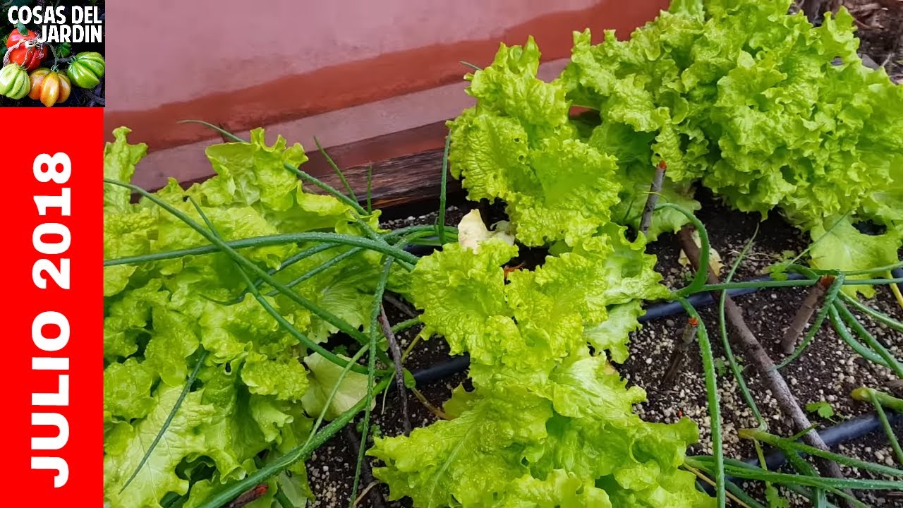 C�mo est�n creciendo mis cultivos Julio2018